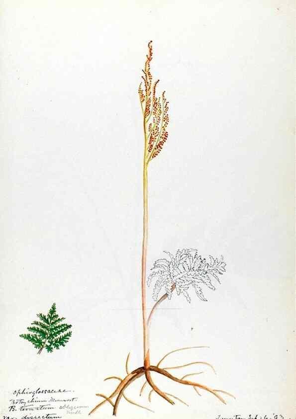 Reproducción/Reproduction 24944483895: [Water-color sketches of plants of North America and Europe]. 