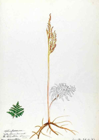 Reproducción/Reproduction 24944483895: [Water-color sketches of plants of North America and Europe]. 