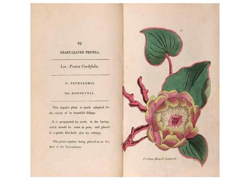 Reproducción/Reproduction 24917965526: Fifty plates of green-house plants, drawn and coloured from nature :. London :Printed for the author by T. Bensley,1807.