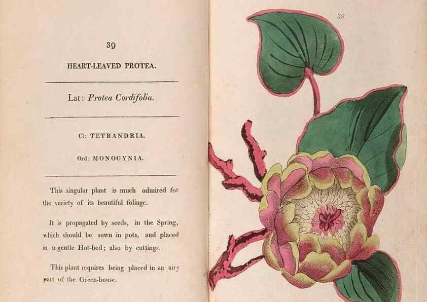 Reproducción/Reproduction 24917965526: Fifty plates of green-house plants, drawn and coloured from nature :. London :Printed for the author by T. Bensley,1807.