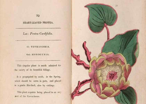 Reproducción/Reproduction 24917965526: Fifty plates of green-house plants, drawn and coloured from nature :. London :Printed for the author by T. Bensley,1807.