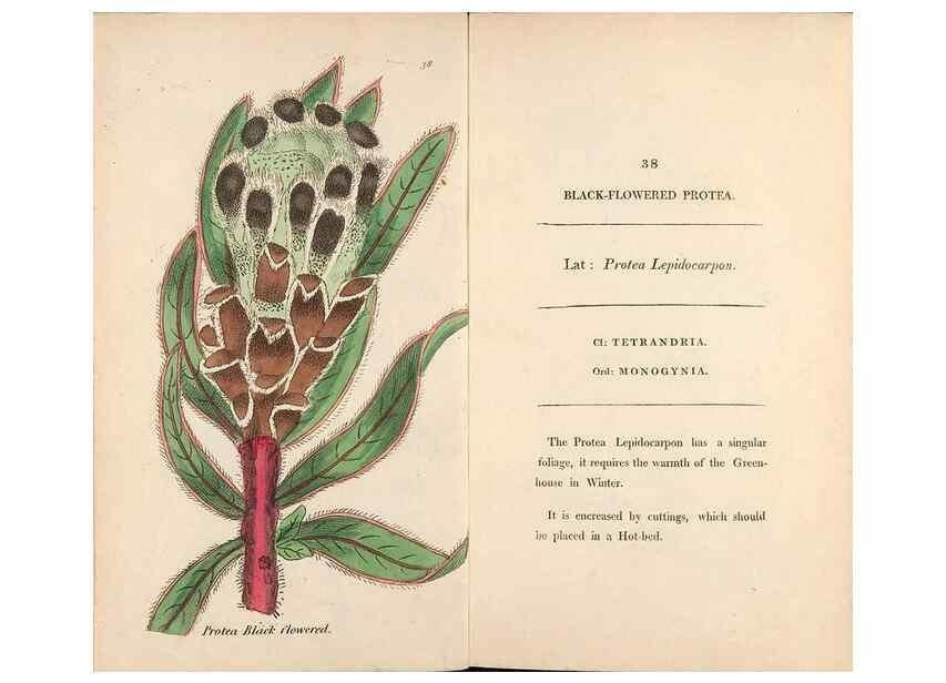 Reproducción/Reproduction 24850920971: Fifty plates of green-house plants, drawn and coloured from nature :. London :Printed for the author by T. Bensley,1807.