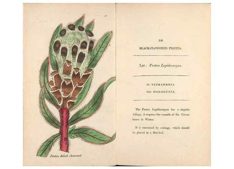 Reproducción/Reproduction 24850920971: Fifty plates of green-house plants, drawn and coloured from nature :. London :Printed for the author by T. Bensley,1807.