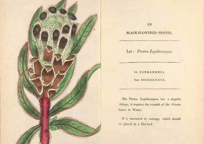Reproducción/Reproduction 24850920971: Fifty plates of green-house plants, drawn and coloured from nature :. London :Printed for the author by T. Bensley,1807.