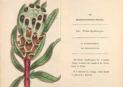 Reproducción/Reproduction 24850920971: Fifty plates of green-house plants, drawn and coloured from nature :. London :Printed for the author by T. Bensley,1807.