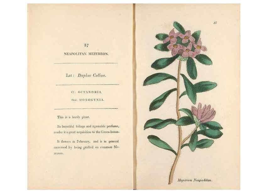 Reproducción/Reproduction 24576617919: Fifty plates of green-house plants, drawn and coloured from nature :. London :Printed for the author by T. Bensley,1807.