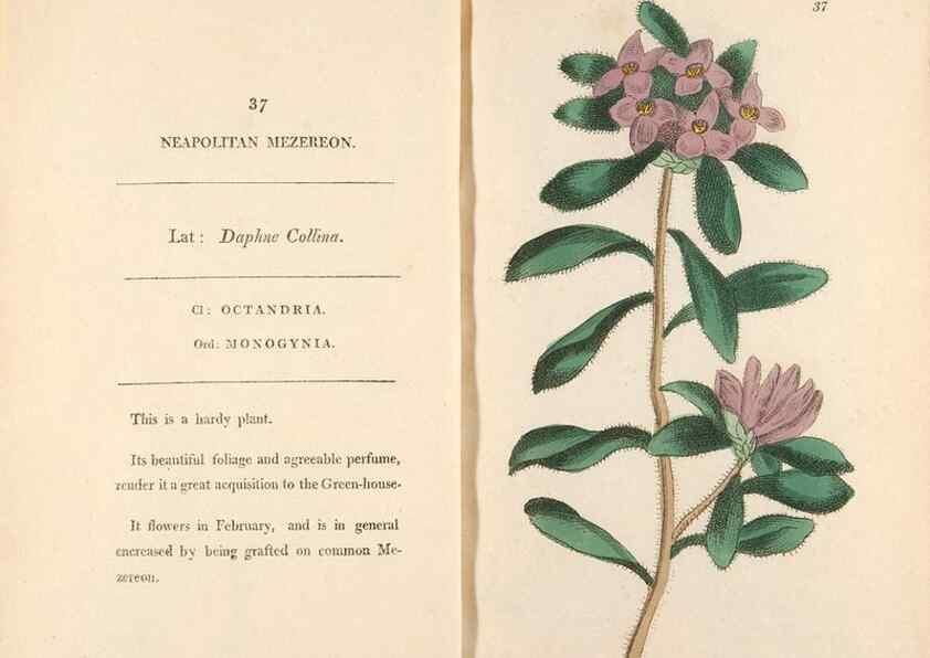 Reproducción/Reproduction 24576617919: Fifty plates of green-house plants, drawn and coloured from nature :. London :Printed for the author by T. Bensley,1807.