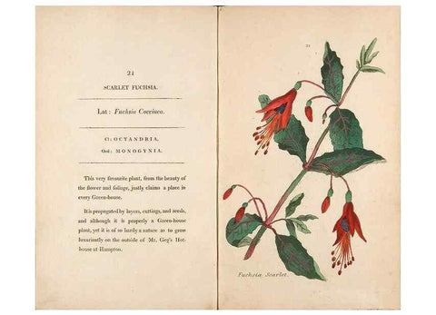 Reproducción/Reproduction 24313593274: Fifty plates of green-house plants, drawn and coloured from nature :. London :Printed for the author by T. Bensley,1807.
