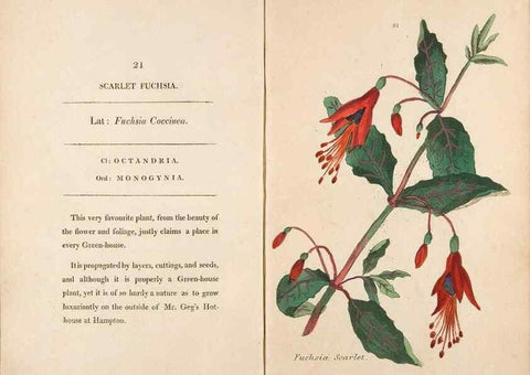 Reproducción/Reproduction 24313593274: Fifty plates of green-house plants, drawn and coloured from nature :. London :Printed for the author by T. Bensley,1807.