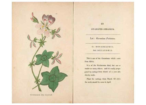 Reproducción/Reproduction 24850859341: Fifty plates of green-house plants, drawn and coloured from nature :. London :Printed for the author by T. Bensley,1807.