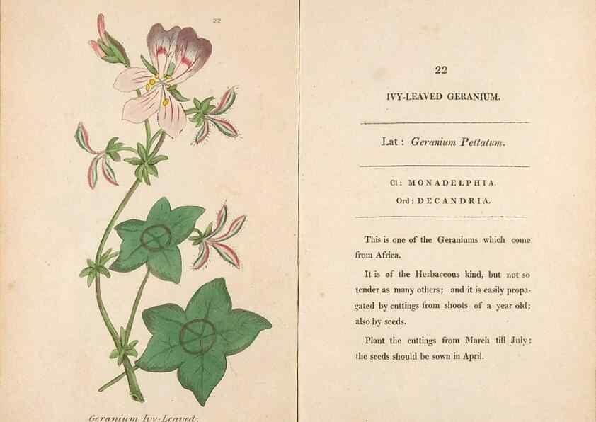 Reproducción/Reproduction 24850859341: Fifty plates of green-house plants, drawn and coloured from nature :. London :Printed for the author by T. Bensley,1807.