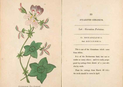 Reproducción/Reproduction 24850859341: Fifty plates of green-house plants, drawn and coloured from nature :. London :Printed for the author by T. Bensley,1807.