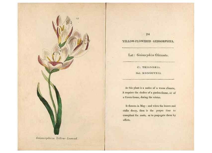Reproducción/Reproduction 24576571369: Fifty plates of green-house plants, drawn and coloured from nature :. London :Printed for the author by T. Bensley,1807.