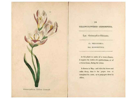 Reproducción/Reproduction 24576571369: Fifty plates of green-house plants, drawn and coloured from nature :. London :Printed for the author by T. Bensley,1807.