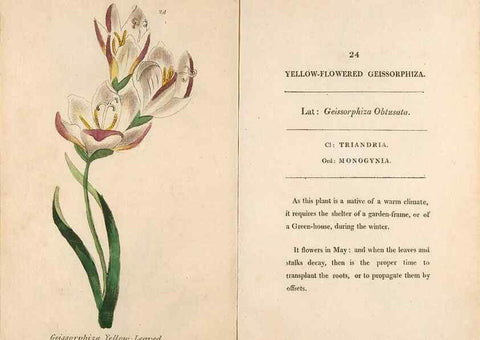 Reproducción/Reproduction 24576571369: Fifty plates of green-house plants, drawn and coloured from nature :. London :Printed for the author by T. Bensley,1807.