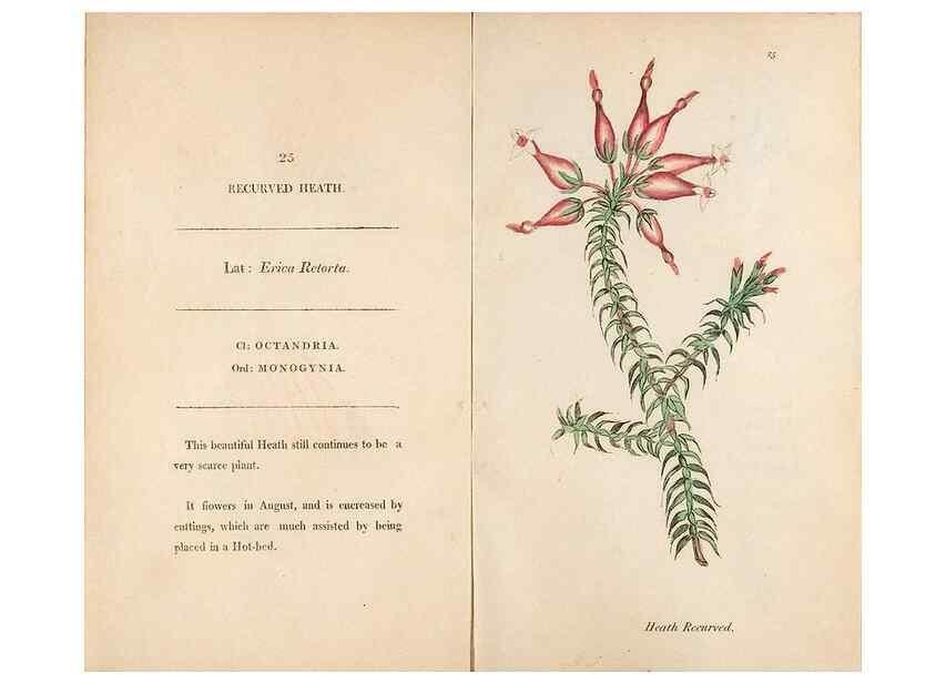 Reproducción/Reproduction 24917919516: Fifty plates of green-house plants, drawn and coloured from nature :. London :Printed for the author by T. Bensley,1807.