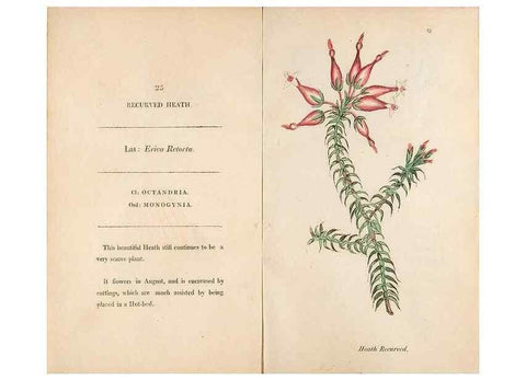 Reproducción/Reproduction 24917919516: Fifty plates of green-house plants, drawn and coloured from nature :. London :Printed for the author by T. Bensley,1807.