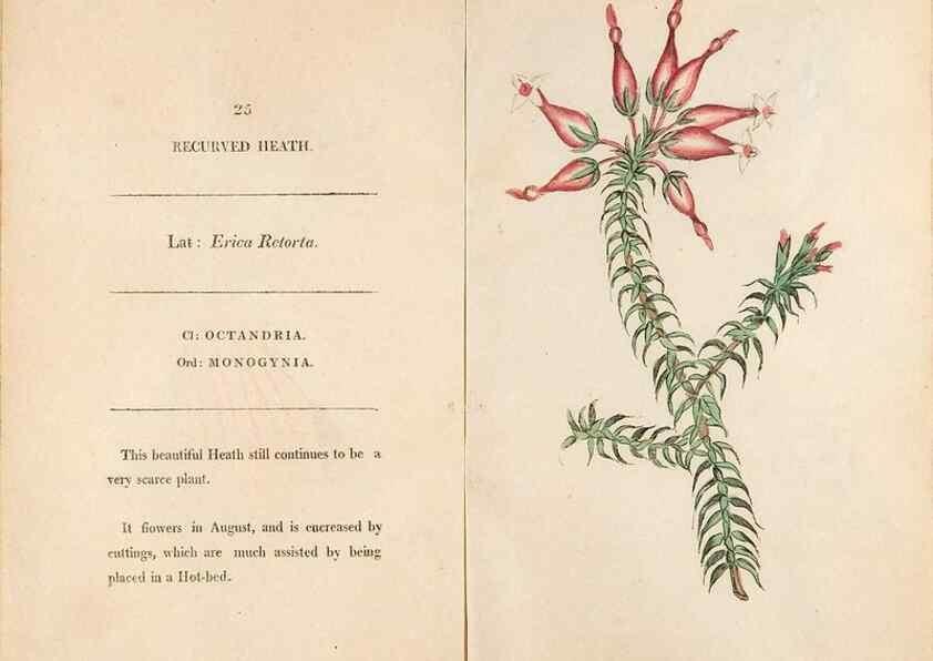 Reproducción/Reproduction 24917919516: Fifty plates of green-house plants, drawn and coloured from nature :. London :Printed for the author by T. Bensley,1807.