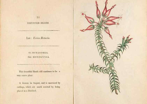Reproducción/Reproduction 24917919516: Fifty plates of green-house plants, drawn and coloured from nature :. London :Printed for the author by T. Bensley,1807.