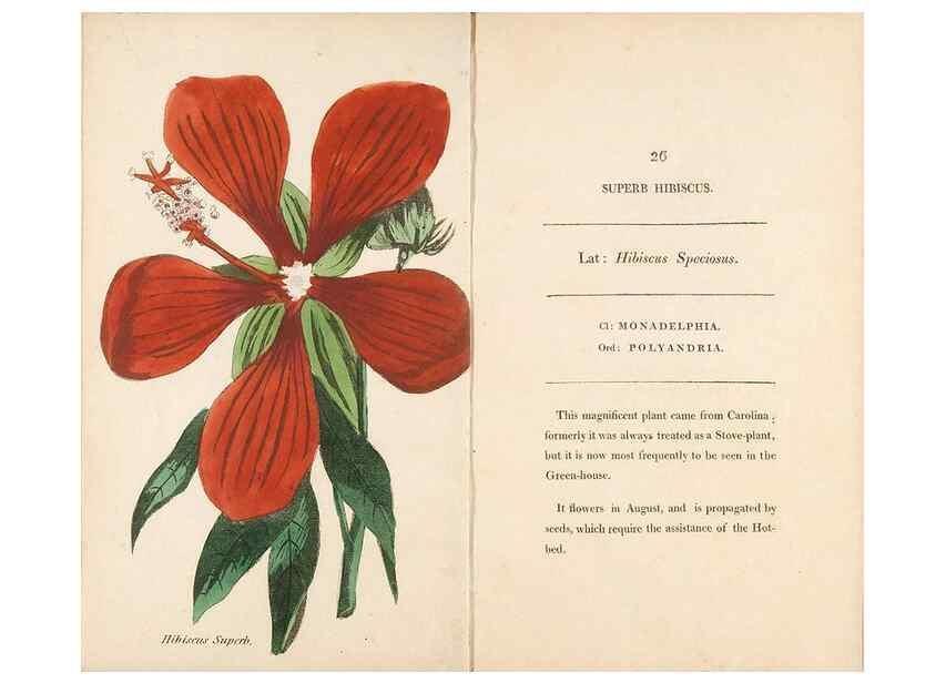 Reproducción/Reproduction 24944197955: Fifty plates of green-house plants, drawn and coloured from nature :. London :Printed for the author by T. Bensley,1807.