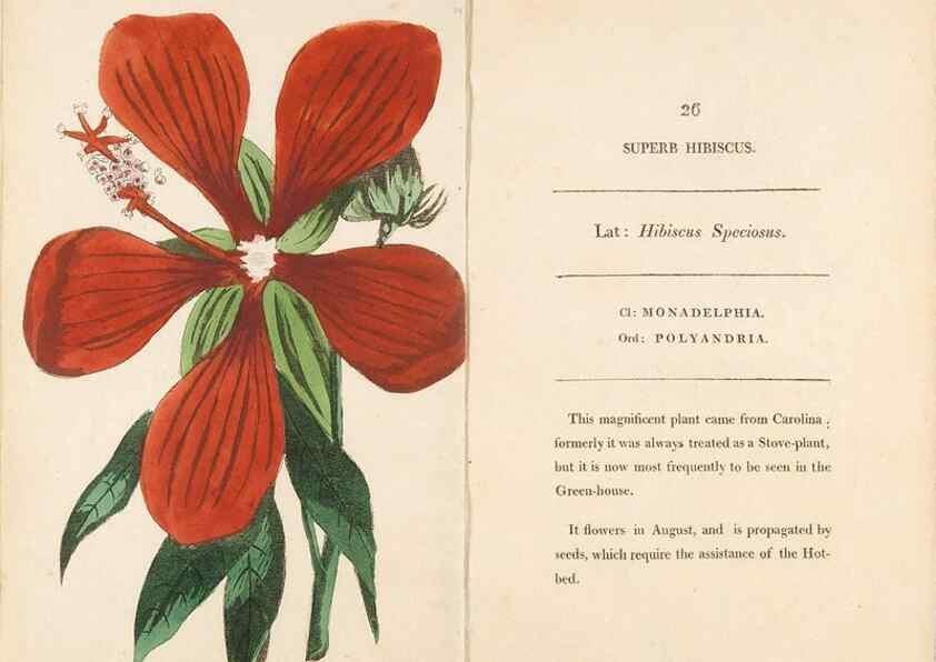 Reproducción/Reproduction 24944197955: Fifty plates of green-house plants, drawn and coloured from nature :. London :Printed for the author by T. Bensley,1807.