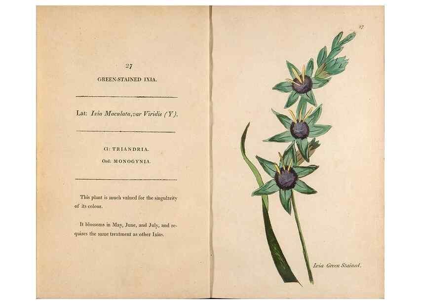 Reproducción/Reproduction 24944201235: Fifty plates of green-house plants, drawn and coloured from nature :. London :Printed for the author by T. Bensley,1807.