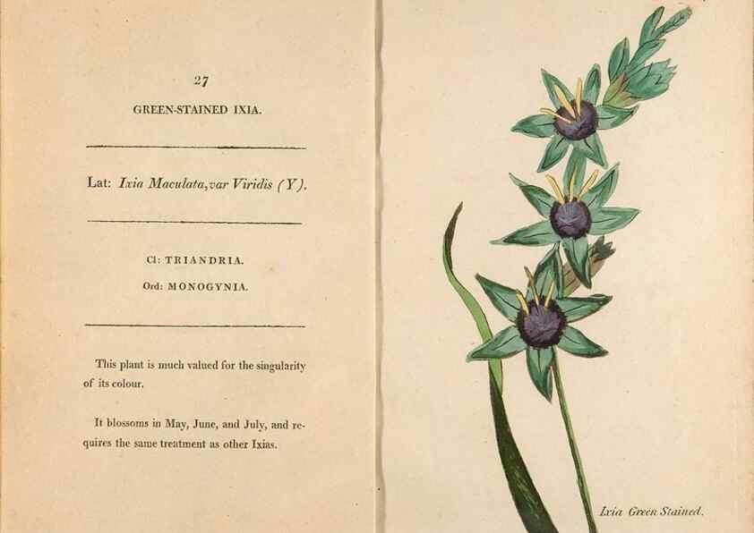 Reproducción/Reproduction 24944201235: Fifty plates of green-house plants, drawn and coloured from nature :. London :Printed for the author by T. Bensley,1807.