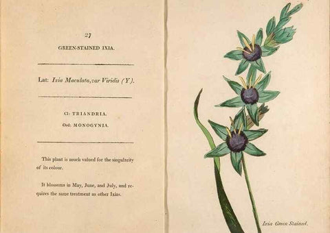 Reproducción/Reproduction 24944201235: Fifty plates of green-house plants, drawn and coloured from nature :. London :Printed for the author by T. Bensley,1807.