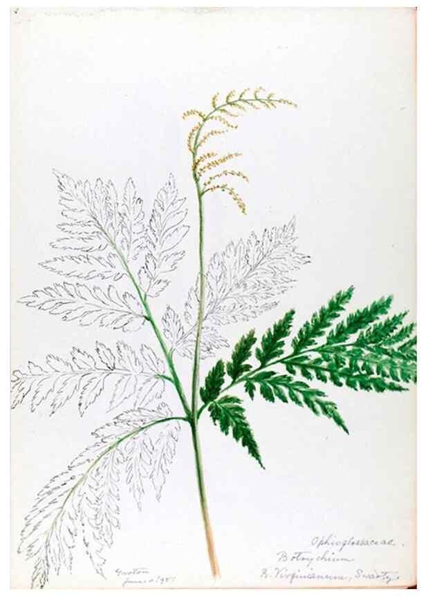 Reproducción/Reproduction 24918215136: [Water-color sketches of plants of North America and Europe]. 