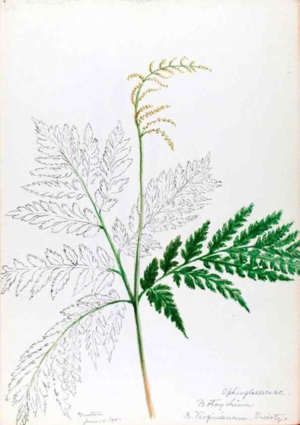 Reproducción/Reproduction 24918215136: [Water-color sketches of plants of North America and Europe]. 