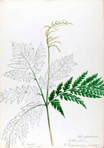 Reproducción/Reproduction 24918215136: [Water-color sketches of plants of North America and Europe]. 