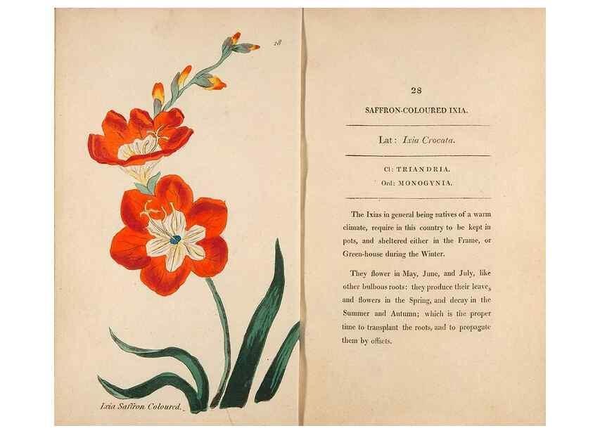 Reproducción/Reproduction 24648728120: Fifty plates of green-house plants, drawn and coloured from nature :. London :Printed for the author by T. Bensley,1807.