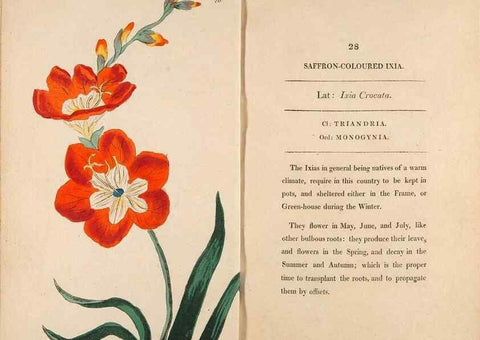 Reproducción/Reproduction 24648728120: Fifty plates of green-house plants, drawn and coloured from nature :. London :Printed for the author by T. Bensley,1807.