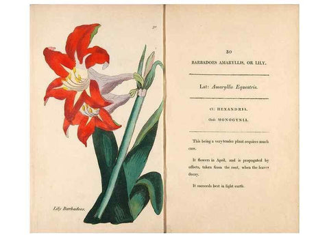 Reproducción/Reproduction 24576590769: Fifty plates of green-house plants, drawn and coloured from nature :. London :Printed for the author by T. Bensley,1807.