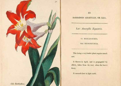 Reproducción/Reproduction 24576590769: Fifty plates of green-house plants, drawn and coloured from nature :. London :Printed for the author by T. Bensley,1807.