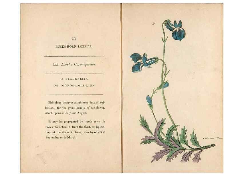 Reproducción/Reproduction 24850896721: Fifty plates of green-house plants, drawn and coloured from nature :. London :Printed for the author by T. Bensley,1807.