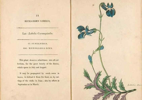 Reproducción/Reproduction 24850896721: Fifty plates of green-house plants, drawn and coloured from nature :. London :Printed for the author by T. Bensley,1807.