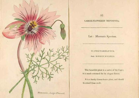 Reproducción/Reproduction 24313637094: Fifty plates of green-house plants, drawn and coloured from nature :. London :Printed for the author by T. Bensley,1807.