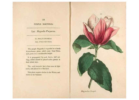 Reproducción/Reproduction 24576604629: Fifty plates of green-house plants, drawn and coloured from nature :. London :Printed for the author by T. Bensley,1807.