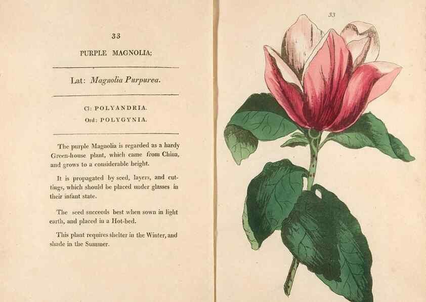Reproducción/Reproduction 24576604629: Fifty plates of green-house plants, drawn and coloured from nature :. London :Printed for the author by T. Bensley,1807.