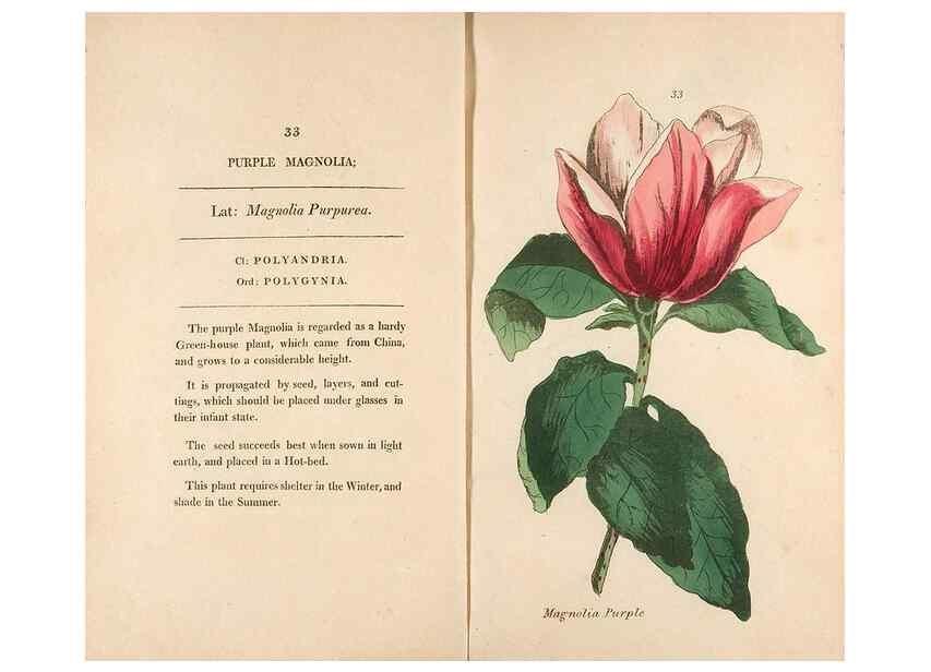 Reproducción/Reproduction 24826269652: Fifty plates of green-house plants, drawn and coloured from nature :. London :Printed for the author by T. Bensley,1807.