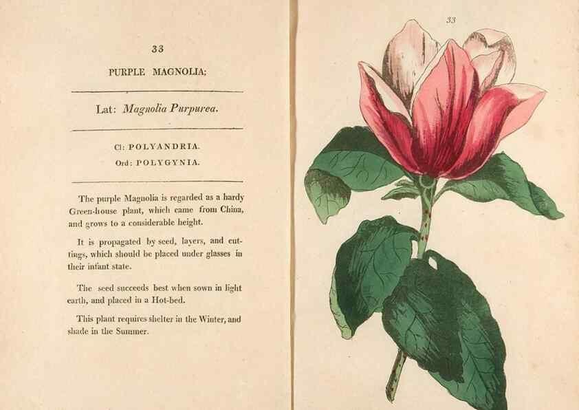Reproducción/Reproduction 24826269652: Fifty plates of green-house plants, drawn and coloured from nature :. London :Printed for the author by T. Bensley,1807.