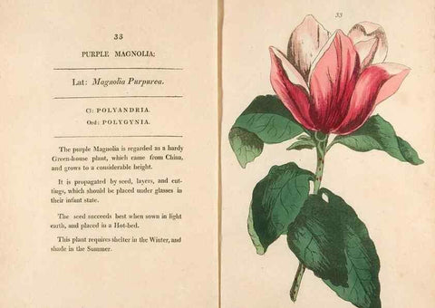 Reproducción/Reproduction 24826269652: Fifty plates of green-house plants, drawn and coloured from nature :. London :Printed for the author by T. Bensley,1807.