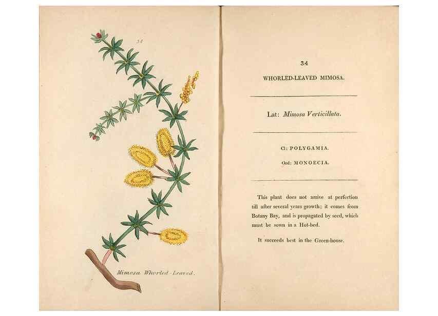Reproducción/Reproduction 24944225695: Fifty plates of green-house plants, drawn and coloured from nature :. London :Printed for the author by T. Bensley,1807.