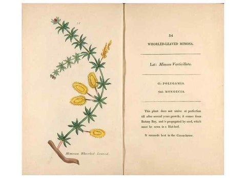 Reproducción/Reproduction 24944225695: Fifty plates of green-house plants, drawn and coloured from nature :. London :Printed for the author by T. Bensley,1807.