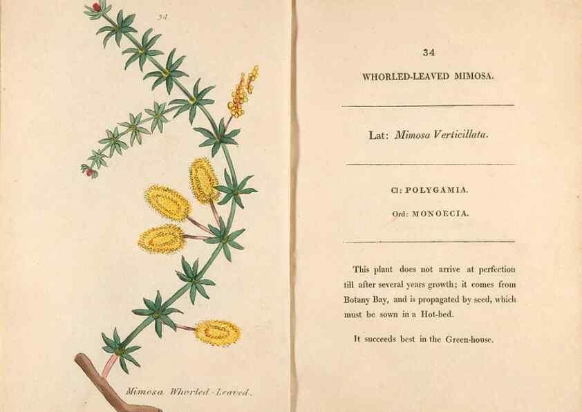 Reproducción/Reproduction 24944225695: Fifty plates of green-house plants, drawn and coloured from nature :. London :Printed for the author by T. Bensley,1807.