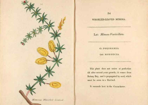Reproducción/Reproduction 24944225695: Fifty plates of green-house plants, drawn and coloured from nature :. London :Printed for the author by T. Bensley,1807.