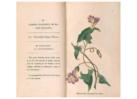 Reproducción/Reproduction 24826273392: Fifty plates of green-house plants, drawn and coloured from nature :. London :Printed for the author by T. Bensley,1807.