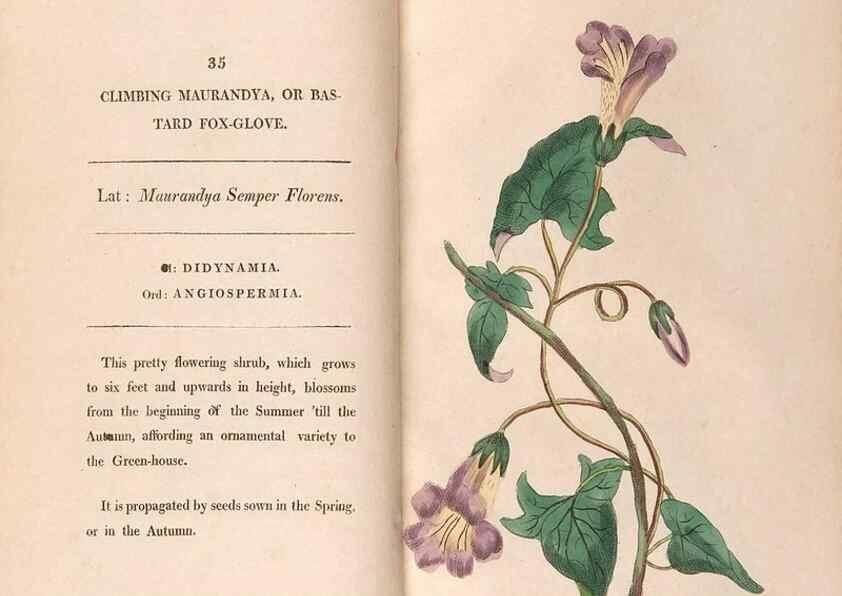 Reproducción/Reproduction 24826273392: Fifty plates of green-house plants, drawn and coloured from nature :. London :Printed for the author by T. Bensley,1807.