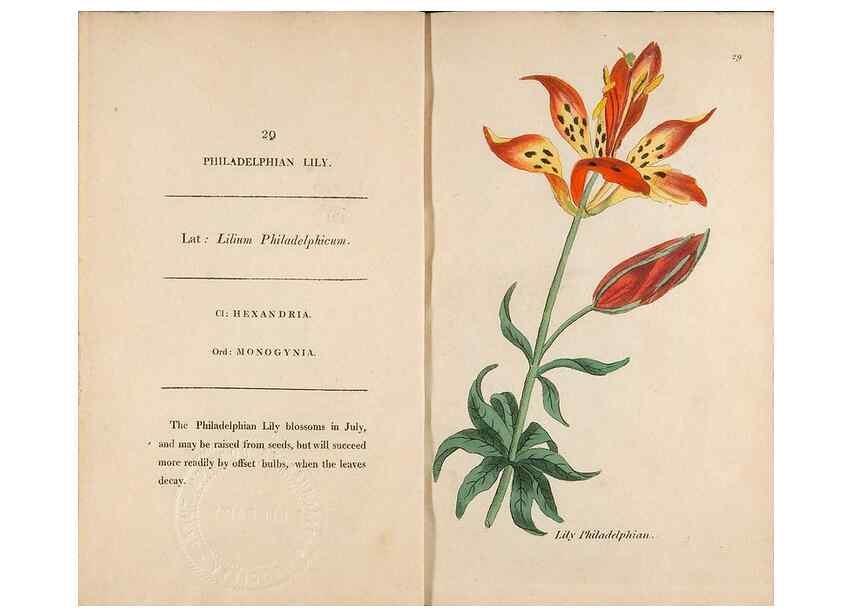 Reproducción/Reproduction 24317372123: Fifty plates of green-house plants, drawn and coloured from nature :. London :Printed for the author by T. Bensley,1807.